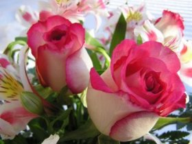 Primer plano de dos rosas de color blanco y rosa