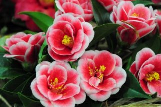 Varias flores de color rosa