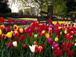 Campo de tulipanes de distintos colores