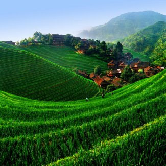 Campos de arroz de China