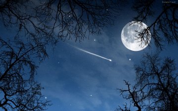 Cielo de noche visto a travs de una rama. Se ve una estrella fuga y la luna llena